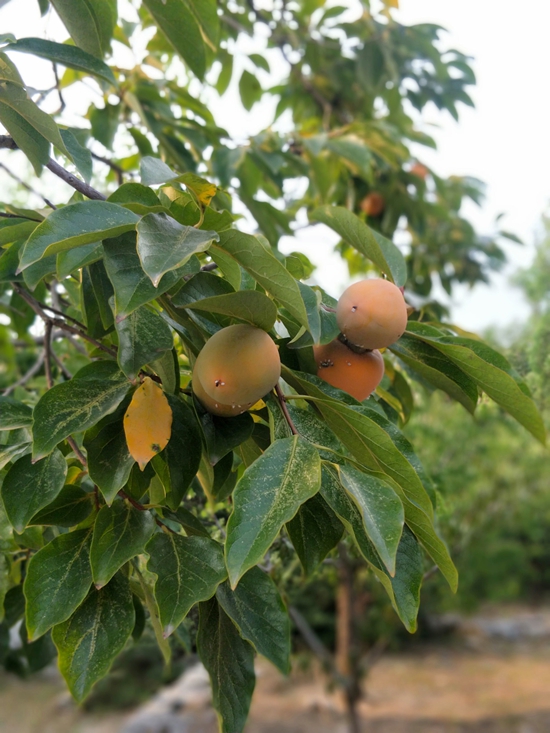 春華秋實之果實篇86