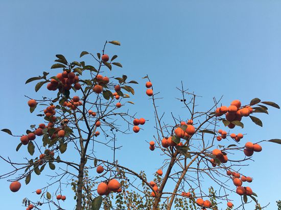 “醉美”重山秋(二)2