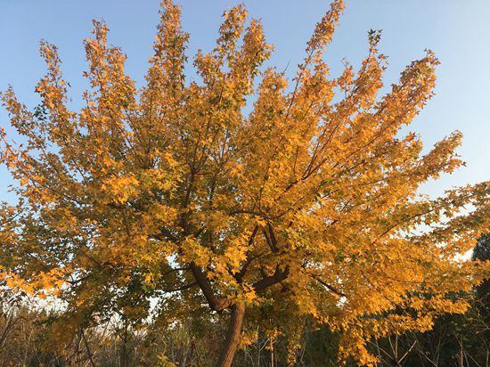 “醉美”重山秋(二)2