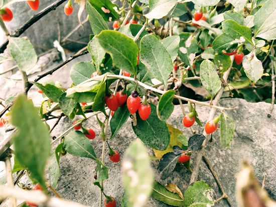 “醉美”重山秋(二)2