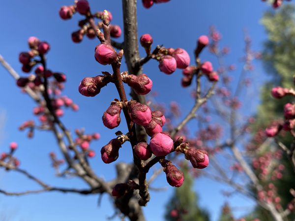 重山春已到 奮斗正當時21