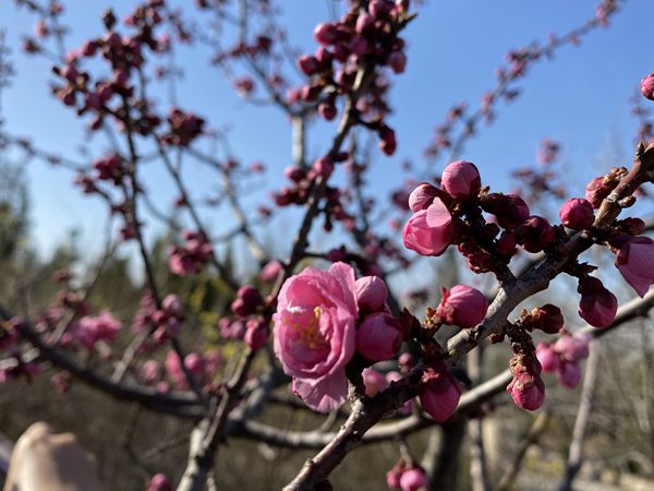 重山春已到 奮斗正當時21