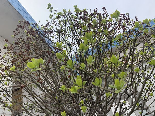 重山春已到 奮斗正當時21