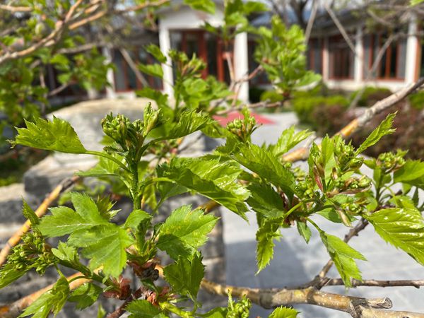 【重山影像】重山春已到 奮斗正當(dāng)時(shí)(四)28