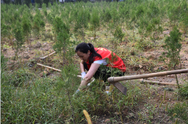 黨員動(dòng)起來(lái) 環(huán)境靚起來(lái)——集團(tuán)機(jī)關(guān)黨支部組織志愿服務(wù)活動(dòng)22