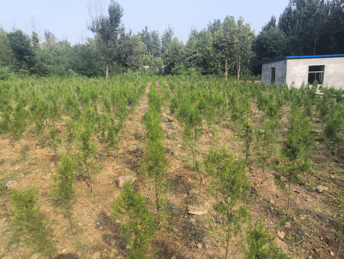 黨員動(dòng)起來(lái) 環(huán)境靚起來(lái)——集團(tuán)機(jī)關(guān)黨支部組織志愿服務(wù)活動(dòng)22